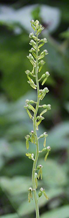 Großes Zweiblatt - Listera ovata